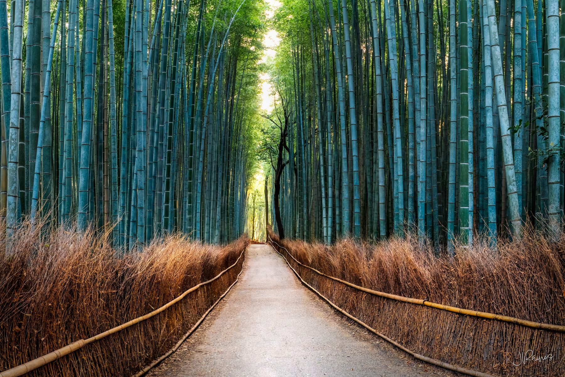 Bamboo grove with rustic fence and path, Kyoto, Japan