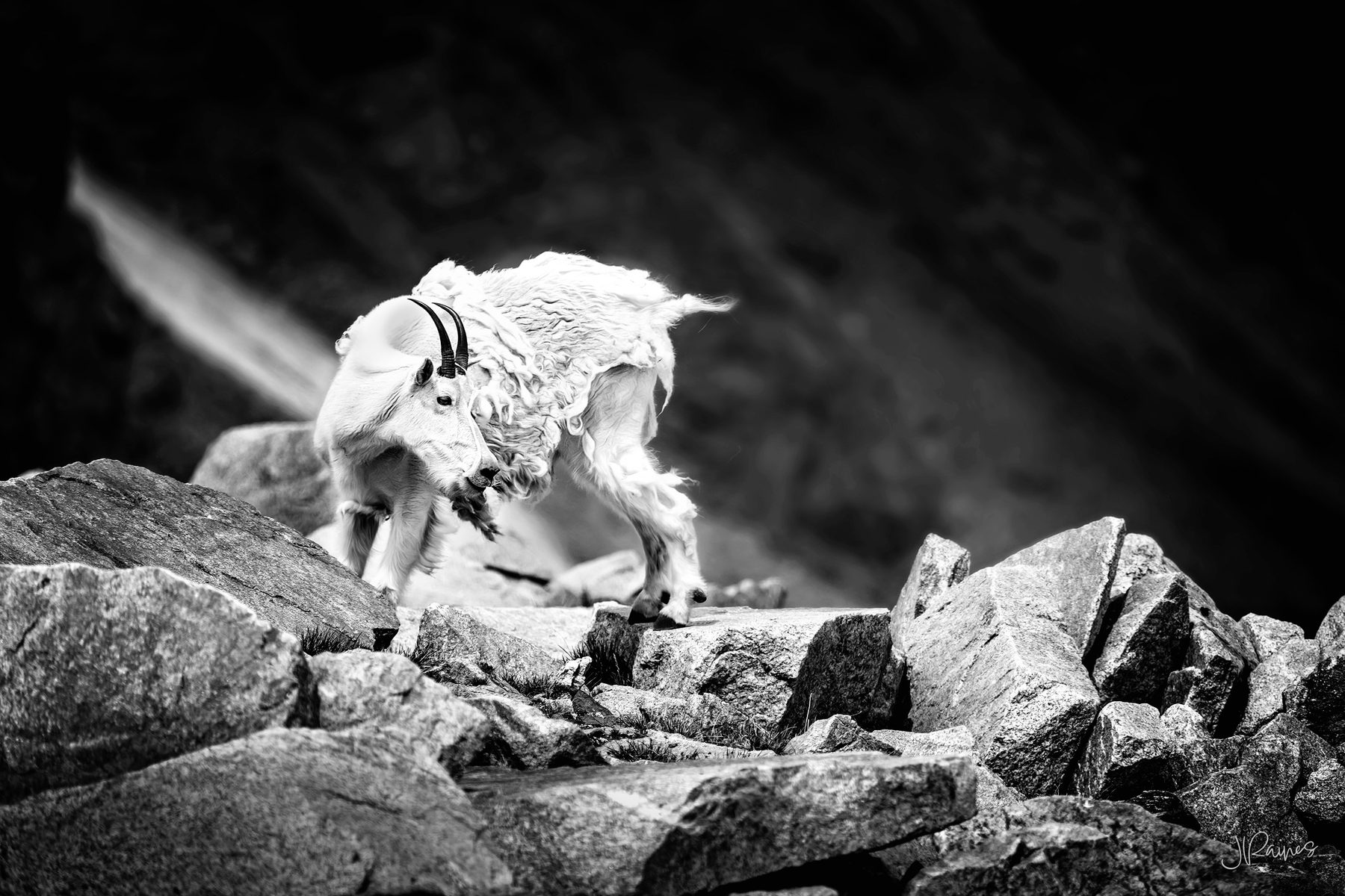 Large mountain goat ram on boulders, Greater Yellowstone, Wyoming