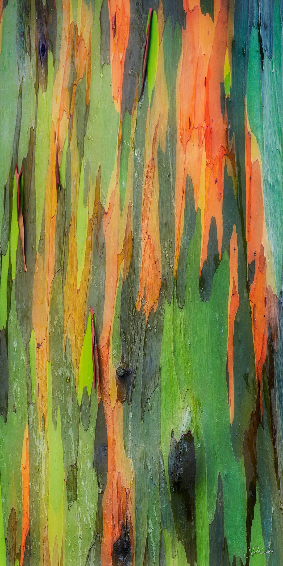 Rainbow eucalyptus bark on Kauai, Hawaii — no filters, no color added