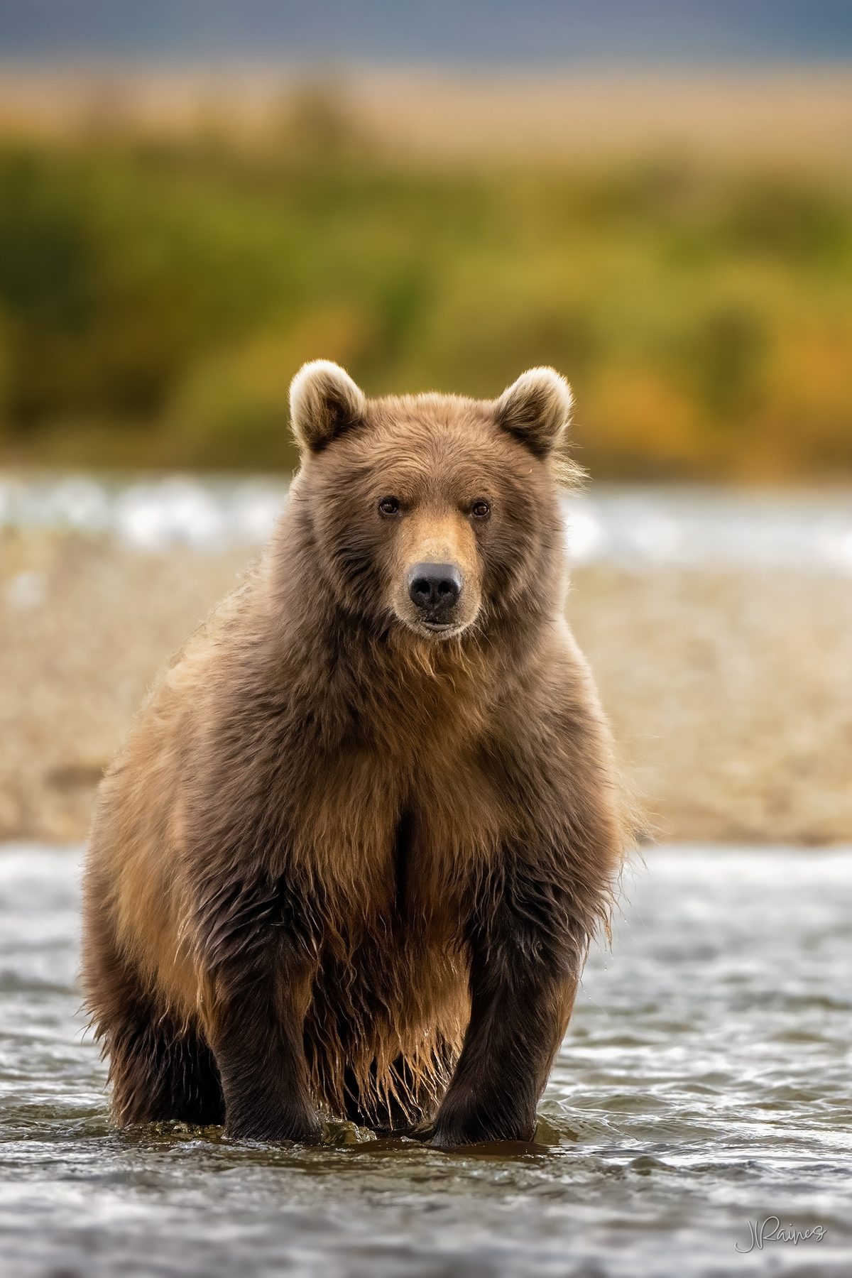 A brown bear comes down mid-lunge on a salmon in the shallows at Katmai National Park, Alaska
