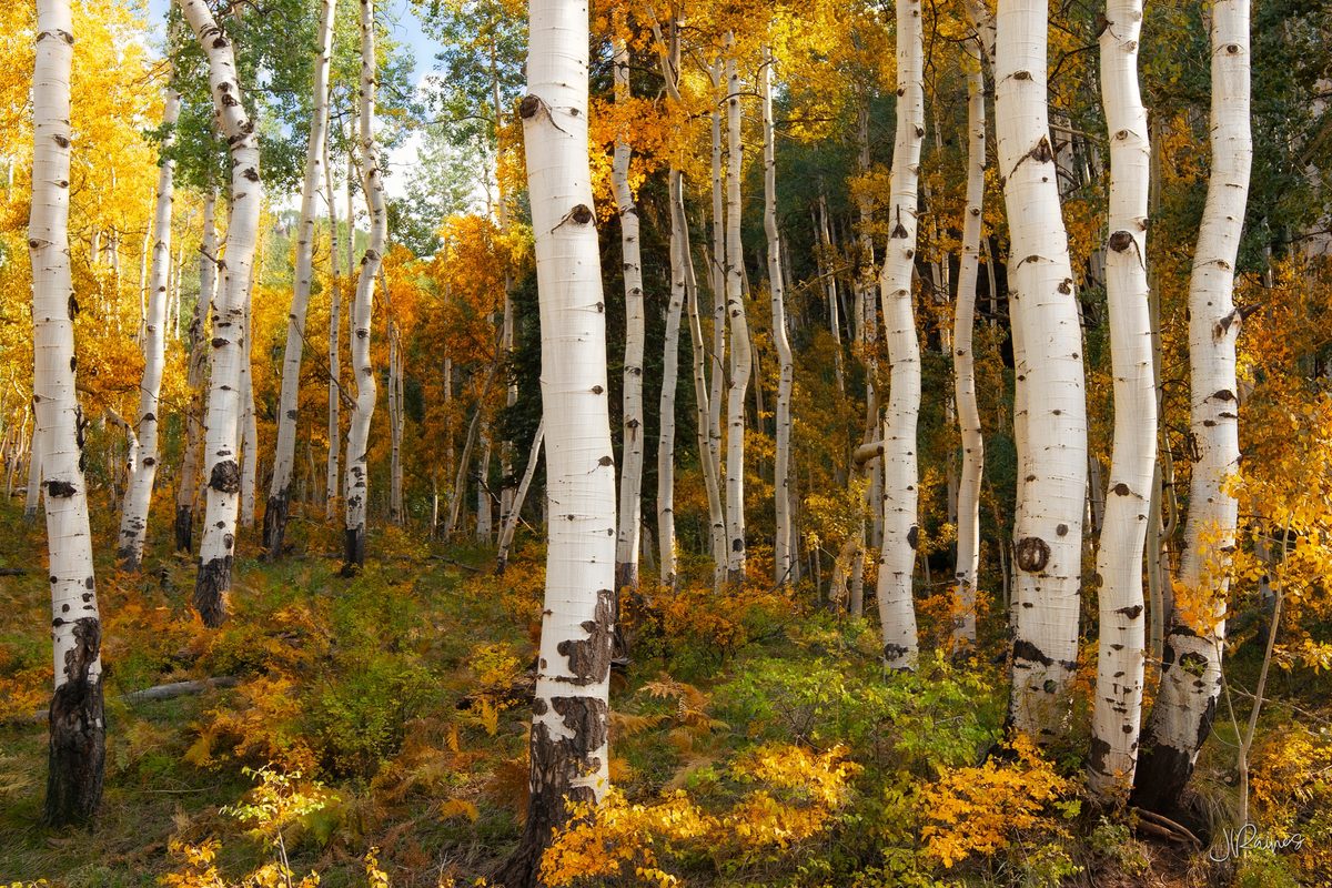 Autumn grove of aspen trees with twisted, white trunks, Ridgway, Colorado