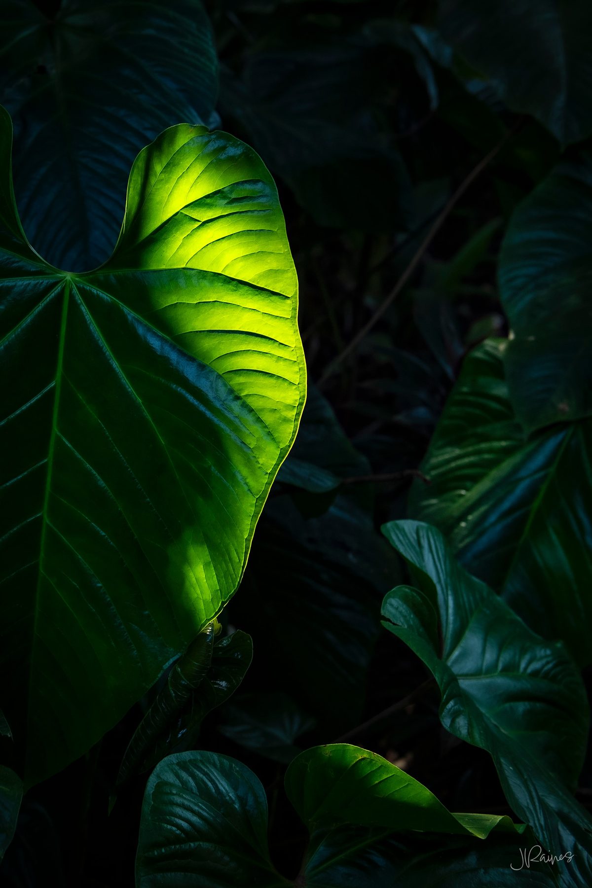 Backlit tropical leaves on Kauai, Hawaii, the veins glowing where the sun comes through
