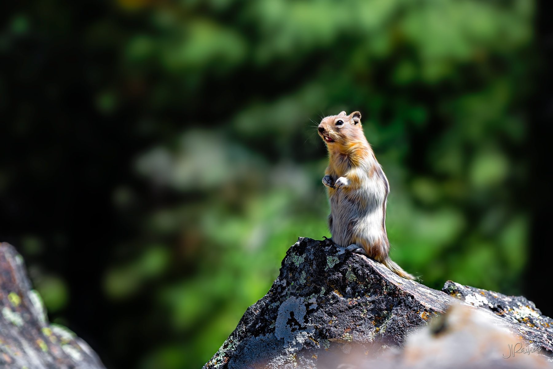 Golden-mantled ground squirrel on a rock, Yellowstone National Park
