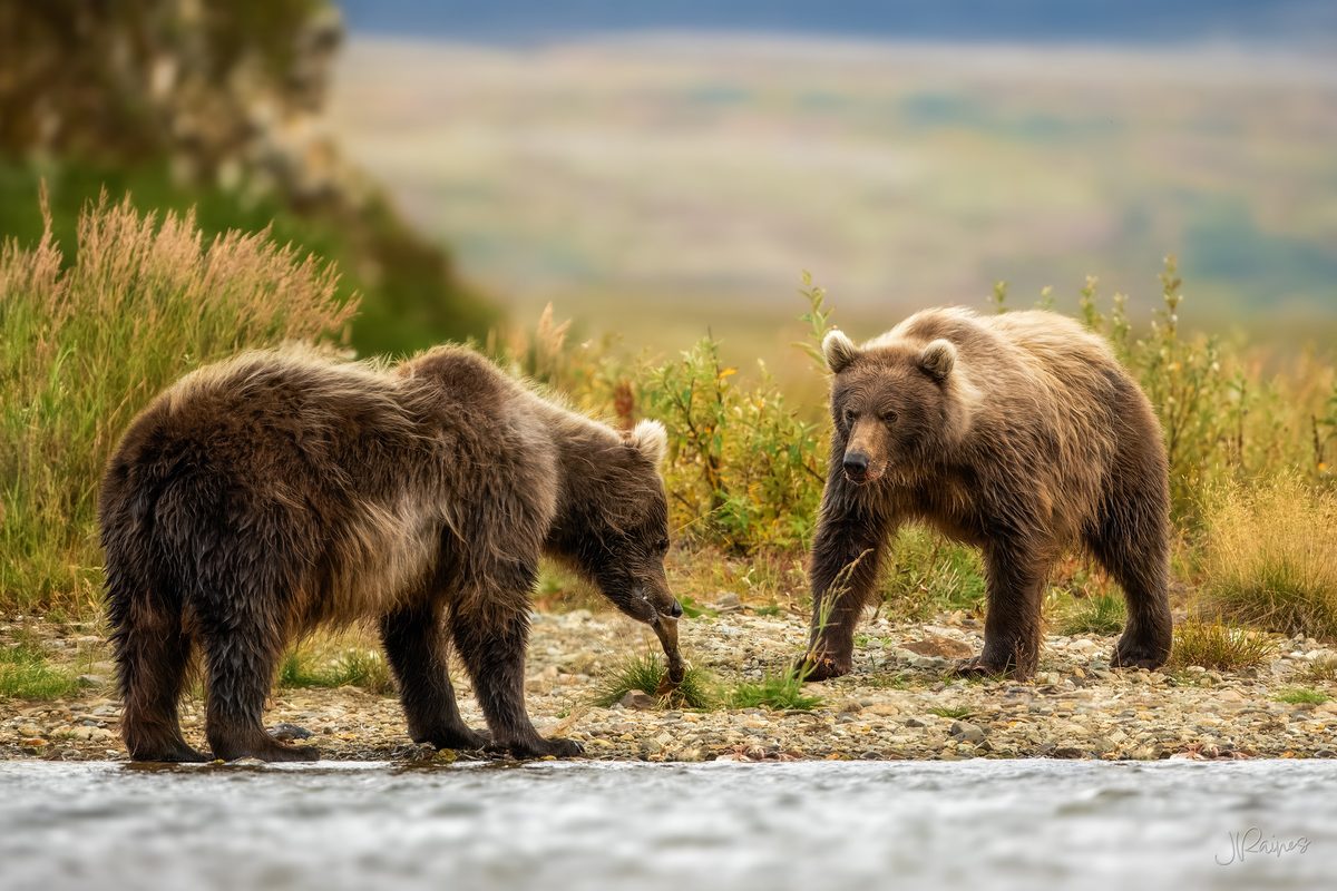 Two brown bears work the same stretch of riverbank in Katmai National Park, Alaska, keeping a careful distance from one another