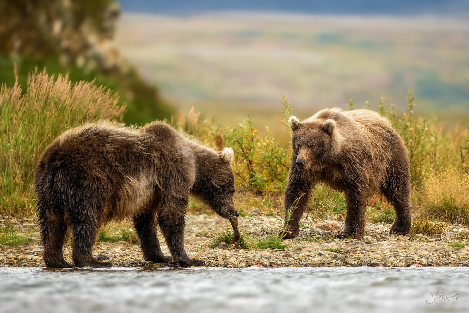 Two brown bears work the same stretch of riverbank in Katmai National Park, Alaska, keeping a careful distance from one another