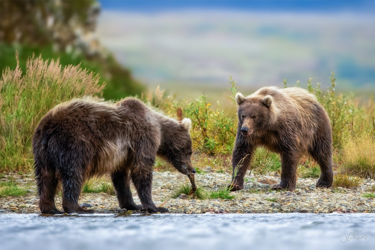 Two brown bears work the same stretch of riverbank in Katmai National Park, Alaska, keeping a careful distance from one another