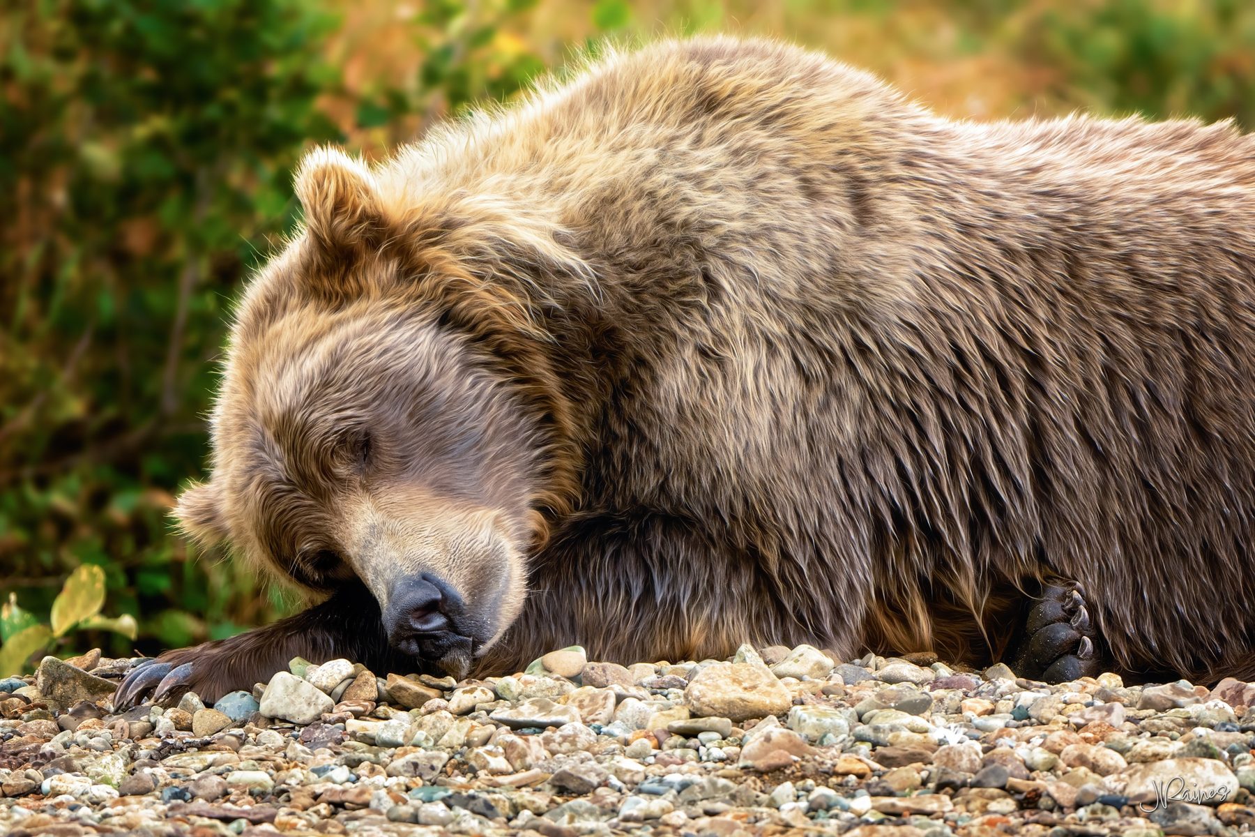 A brown bear sleeps off a full belly on the gravel at Katmai National Park, Alaska