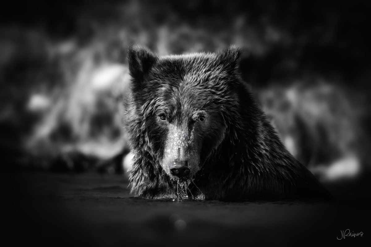 A brown bear reads the current at Katmai National Park, Alaska, waiting on the next fish
