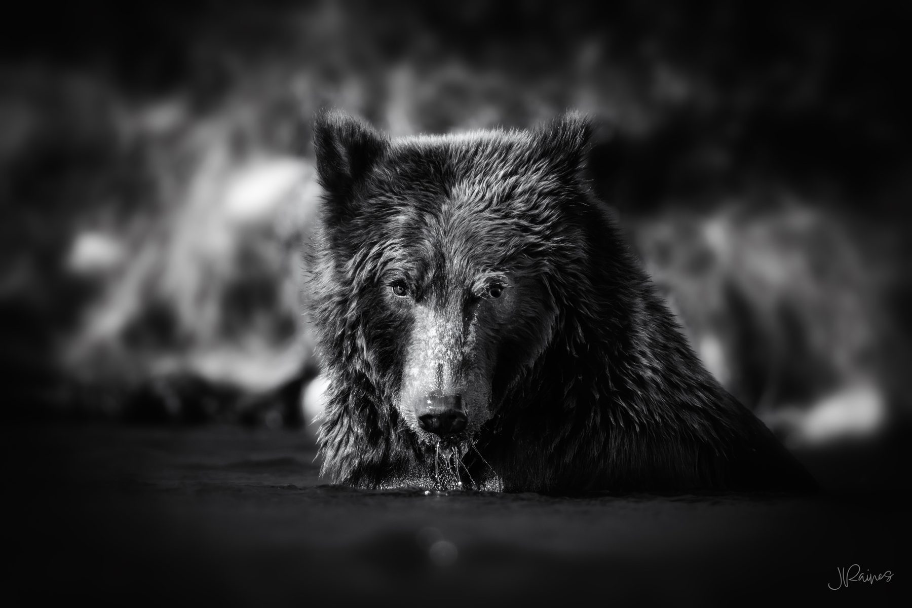 A brown bear reads the current at Katmai National Park, Alaska, waiting on the next fish