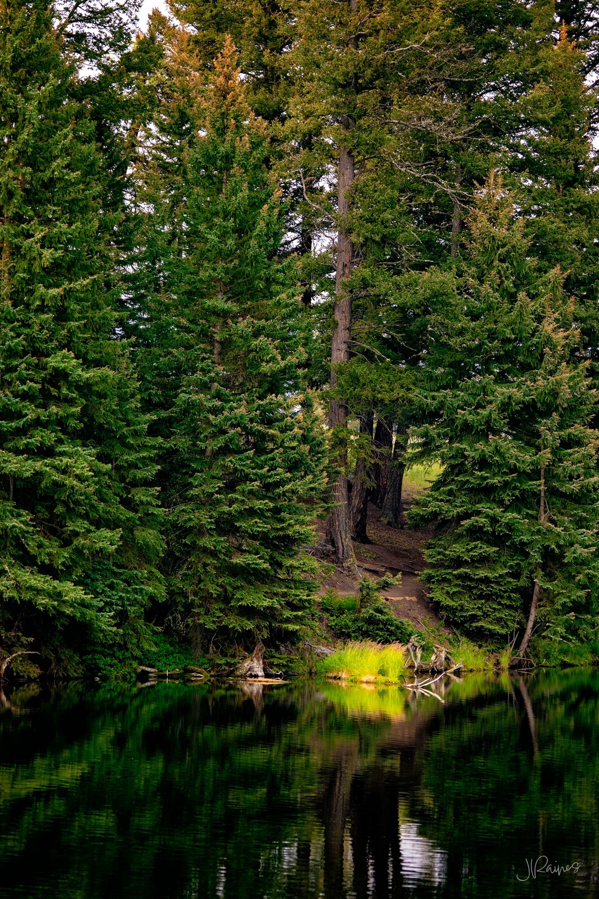 Pine trees reflecting on a lake in Yellowstone