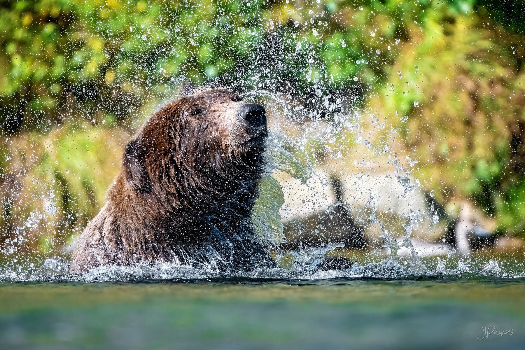 A brown bear shakes the river out of its coat at Katmai National Park, Alaska