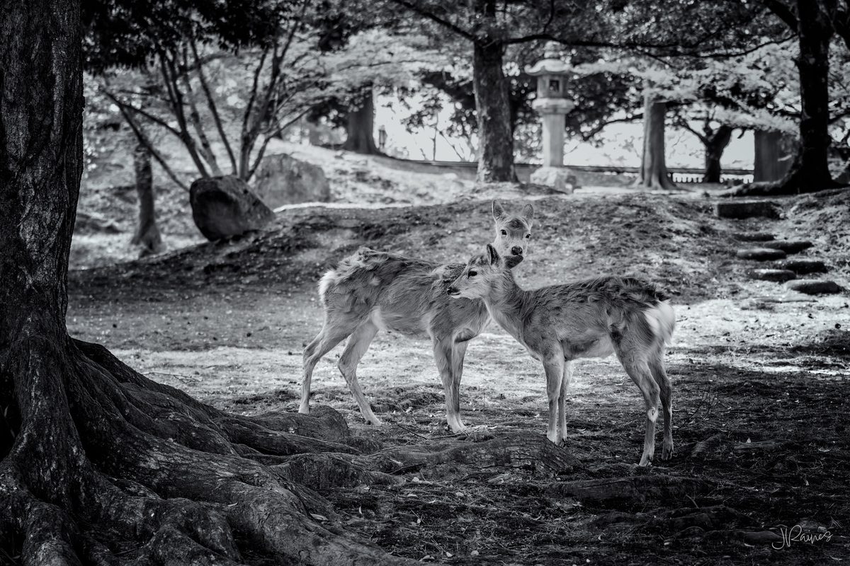 Two sika deer appearing to whisper in Nara Park, Japan