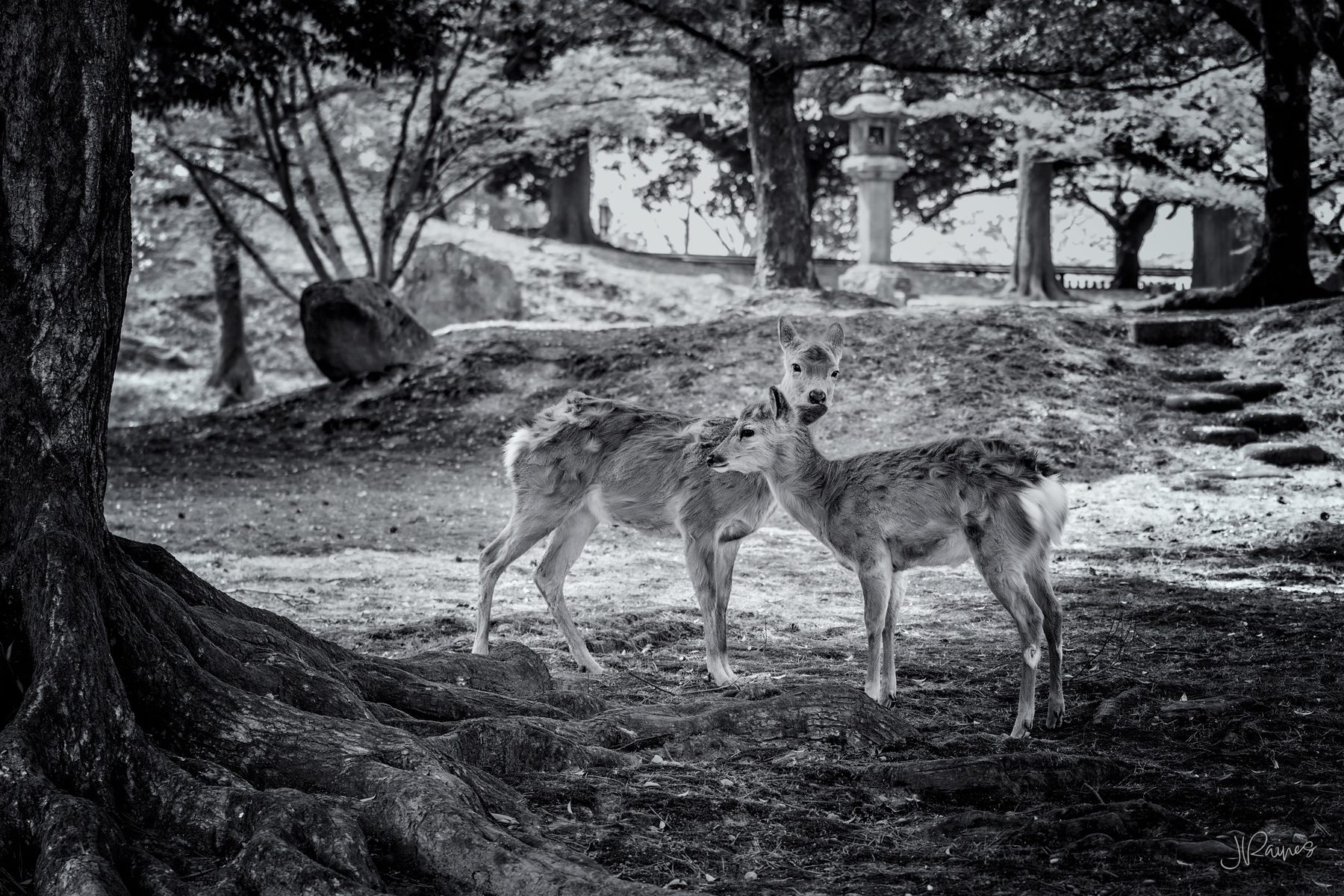 Two sika deer appearing to whisper in Nara Park, Japan