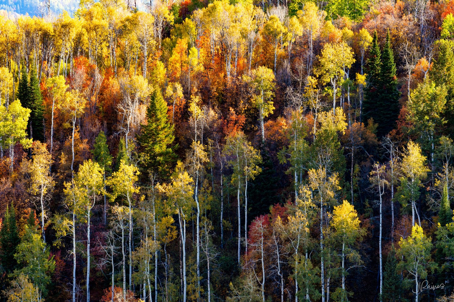 Mountain ridgeline of autumn aspen trees in Utah