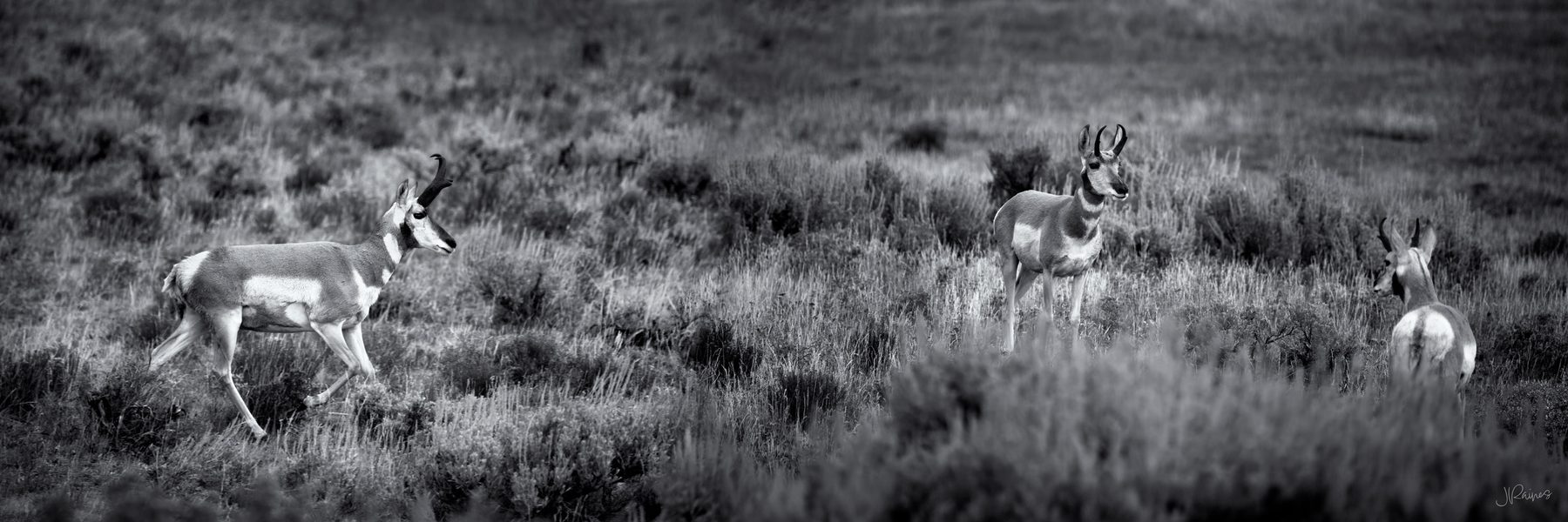 Two pronghorn bucks regarding each other across a sage meadow, rendered in black and white, Hayden Valley, Yellowstone National Park