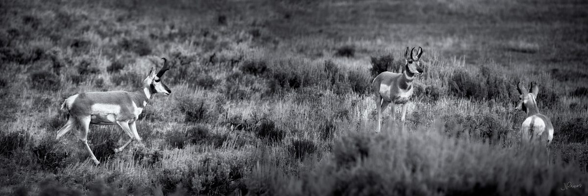 Two pronghorn bucks regarding each other across a sage meadow, rendered in black and white, Hayden Valley, Yellowstone National Park