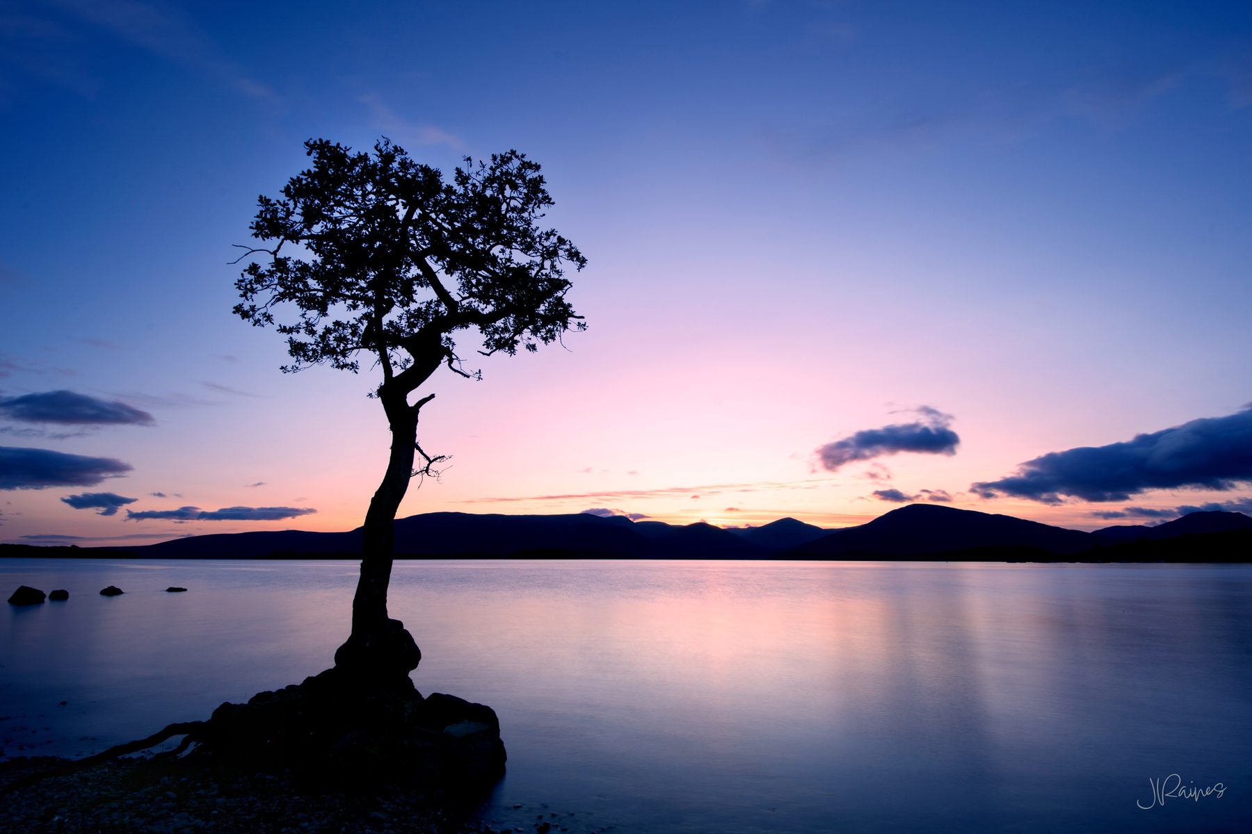 A lont tree overlooking Loch Lomond in The Trossachs of Scotland