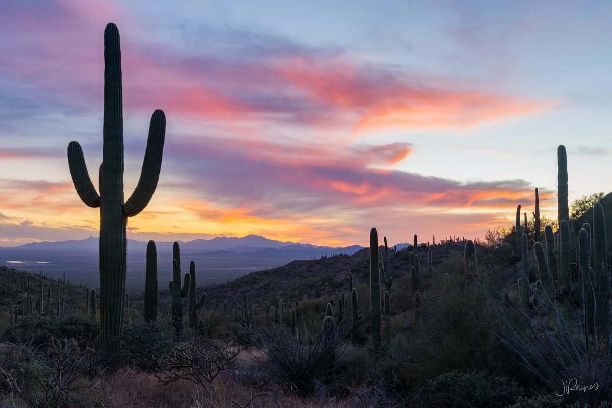 Western sunset in Saguaro national park