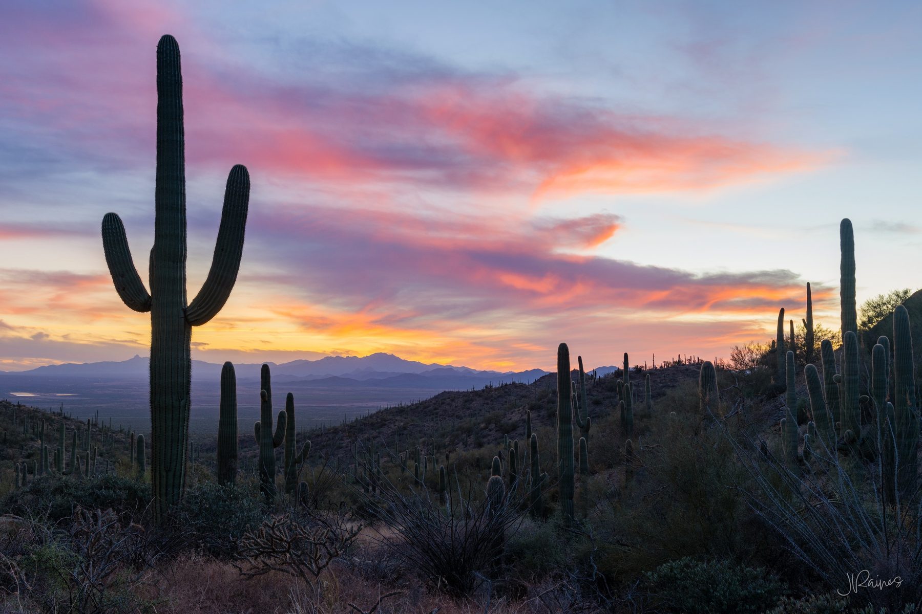 Western sunset in Saguaro national park