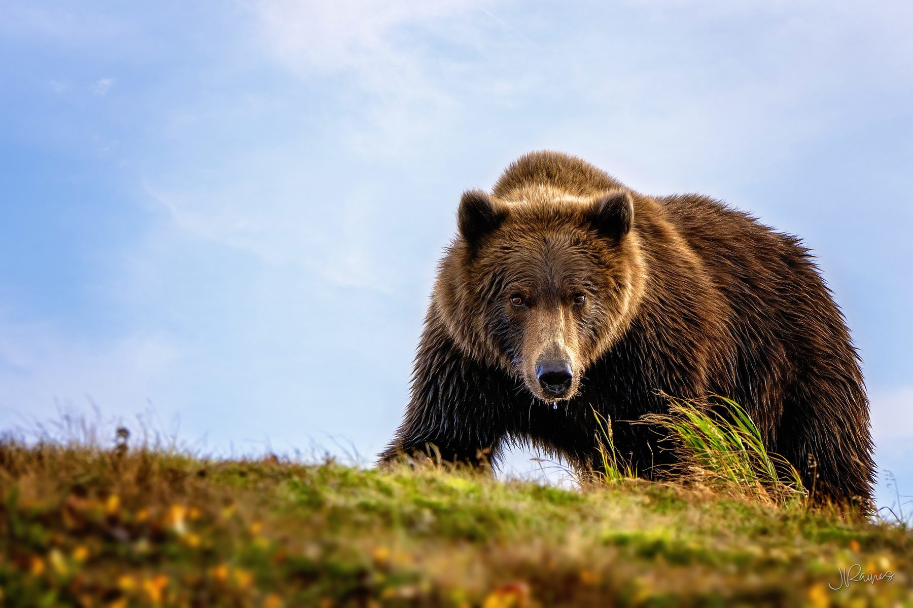 A brown bear stops mid-river at Katmai National Park, Alaska, and looks straight down the lens