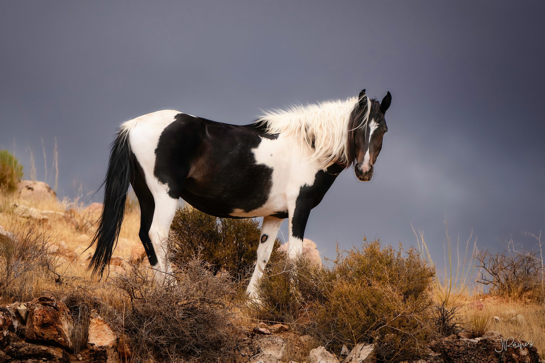 A lone horse on the open range near Hurricane, Utah, with weather building over the red rock behind