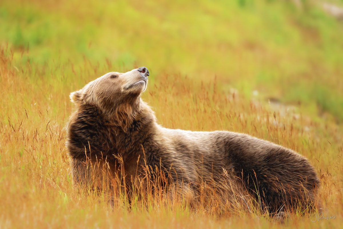 Brown bear sleeping in a sedge meadow, Katmai National Park, Alaska