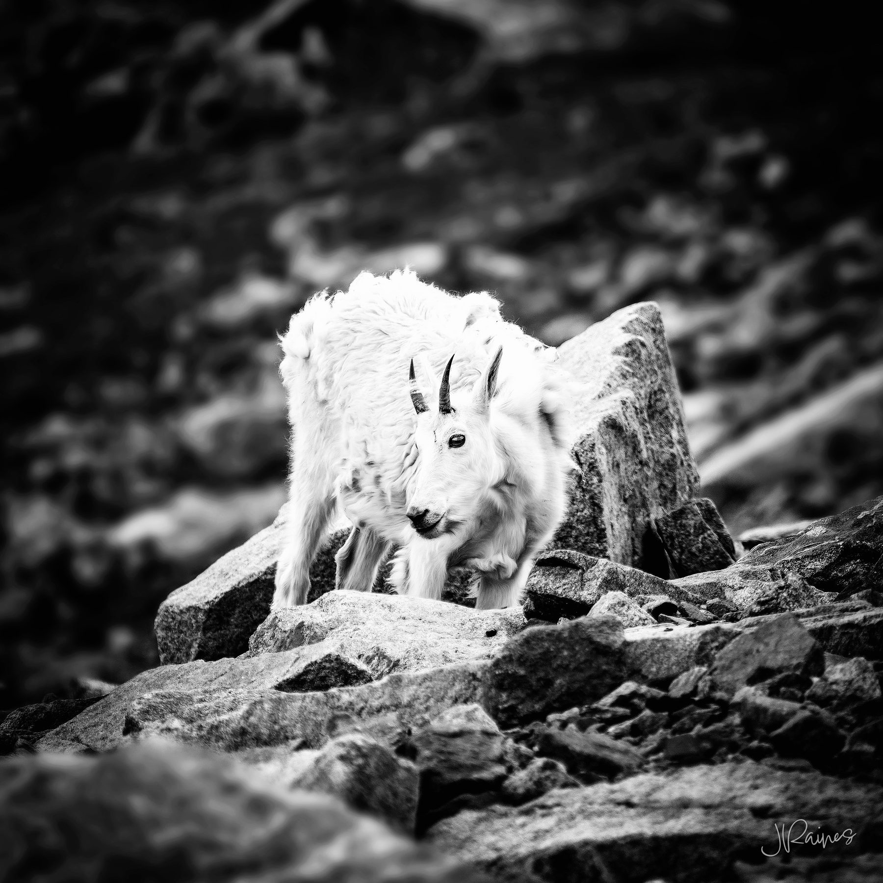 Mountain goat among the boulders, Greater Yellowstone, Wyoming