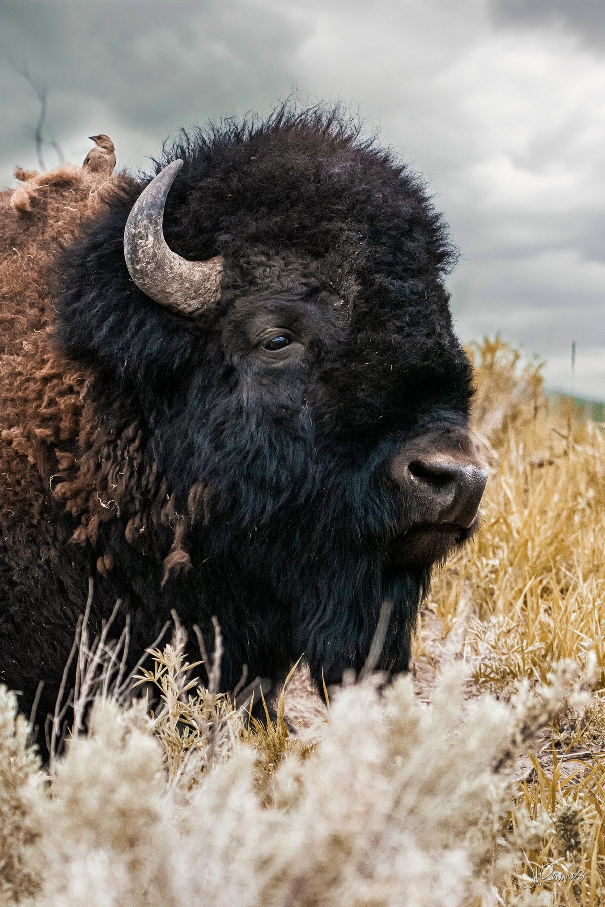 Large bull bison portrait with a bird on his shoulder, Yellowstone National Park