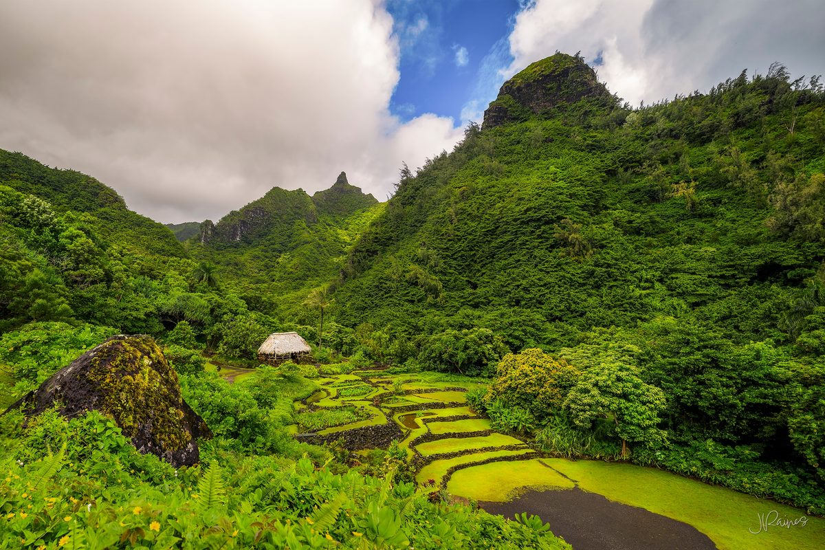 Flooded taro terraces on Kauai, Hawaii, farmed the same way for generations