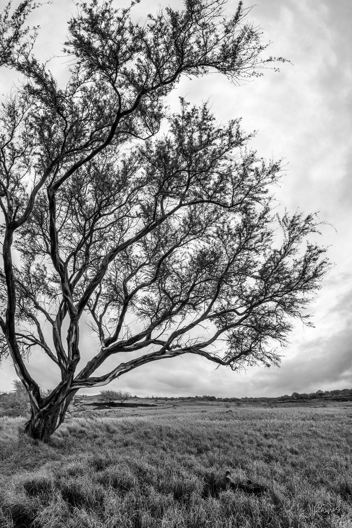 Koa tree in Hawaii