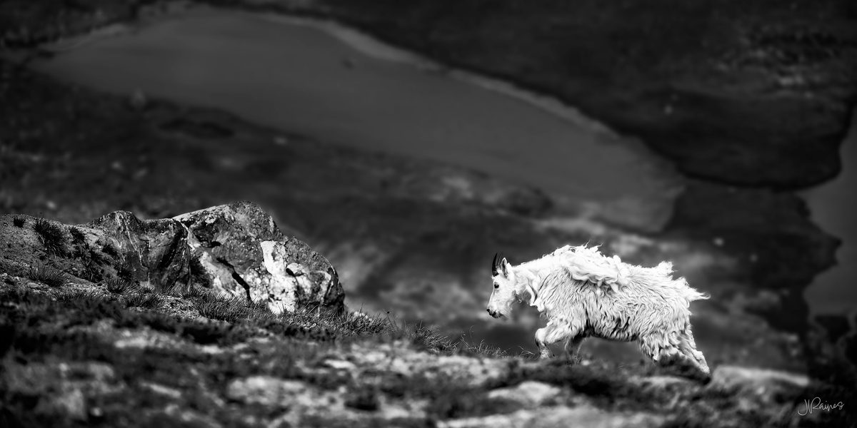 mountain goat walking along the edge of a mountain ridge, Greater Yellowstone, Wyoming