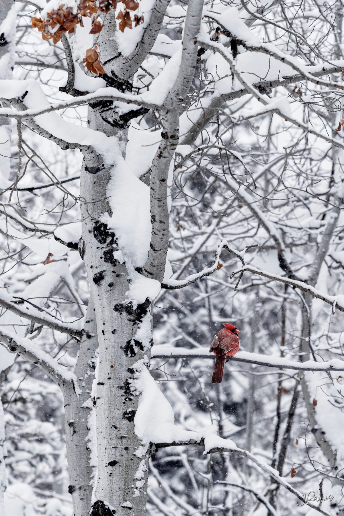 A cardinal bird in an aspen tree during winter, Grand Teton National Park, Wyoming