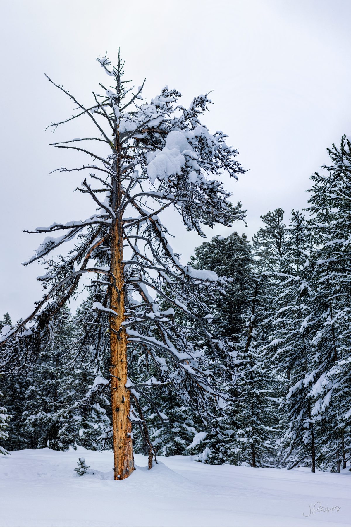 Old and dying lodgepole pine during winter in Grand Teton National Park