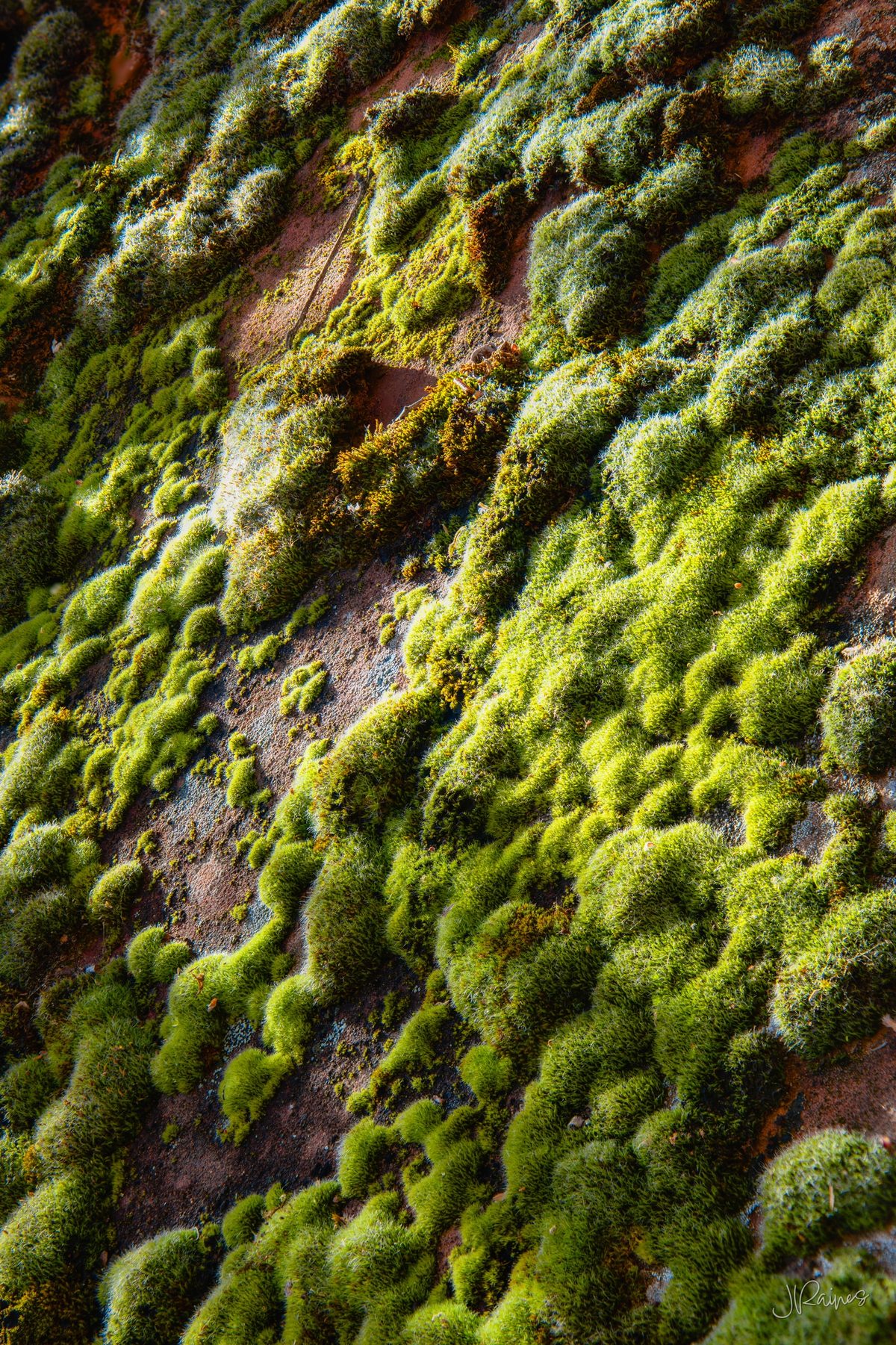 Detail shot of moss on red sandstone, St. George, Utah