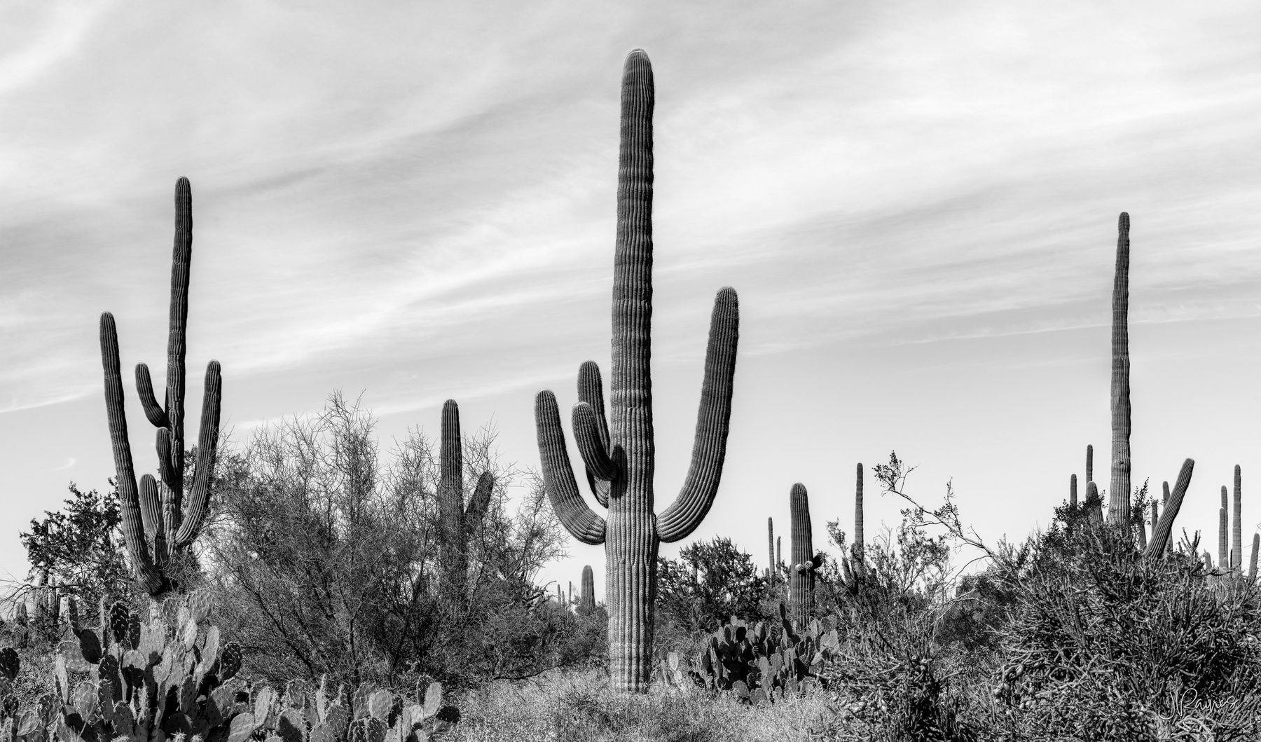 Large Saguaro cacti in Saguaro National Park