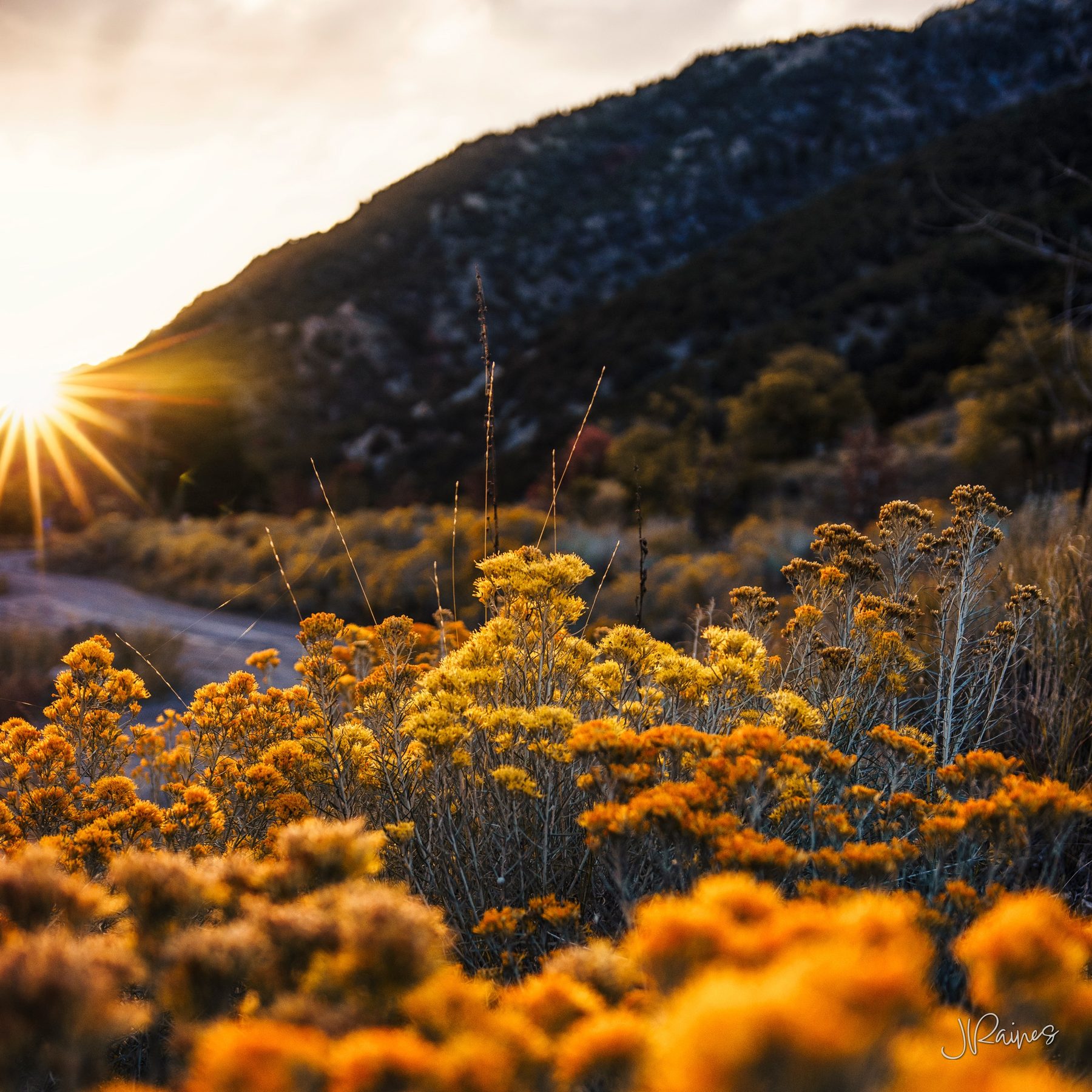 Utah wildflowers at sunset with sun starburst