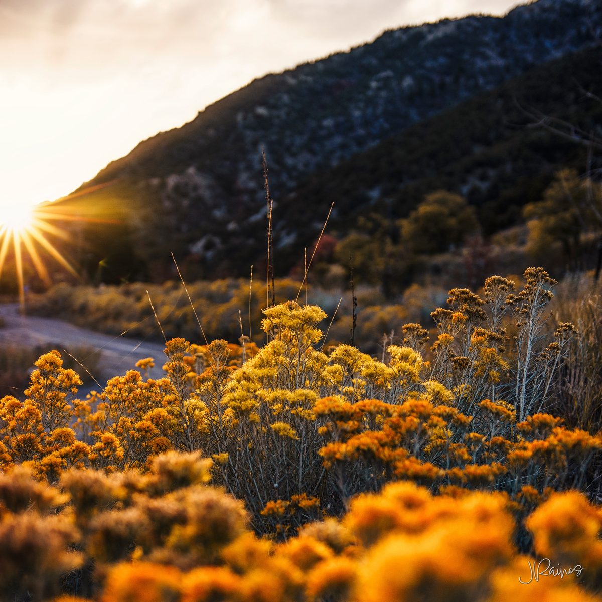 Utah wildflowers at sunset with sun starburst
