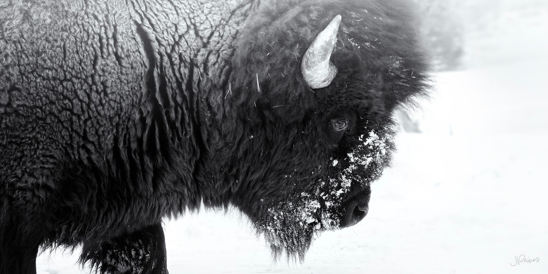A bison in winter in Yellowstone National Park
