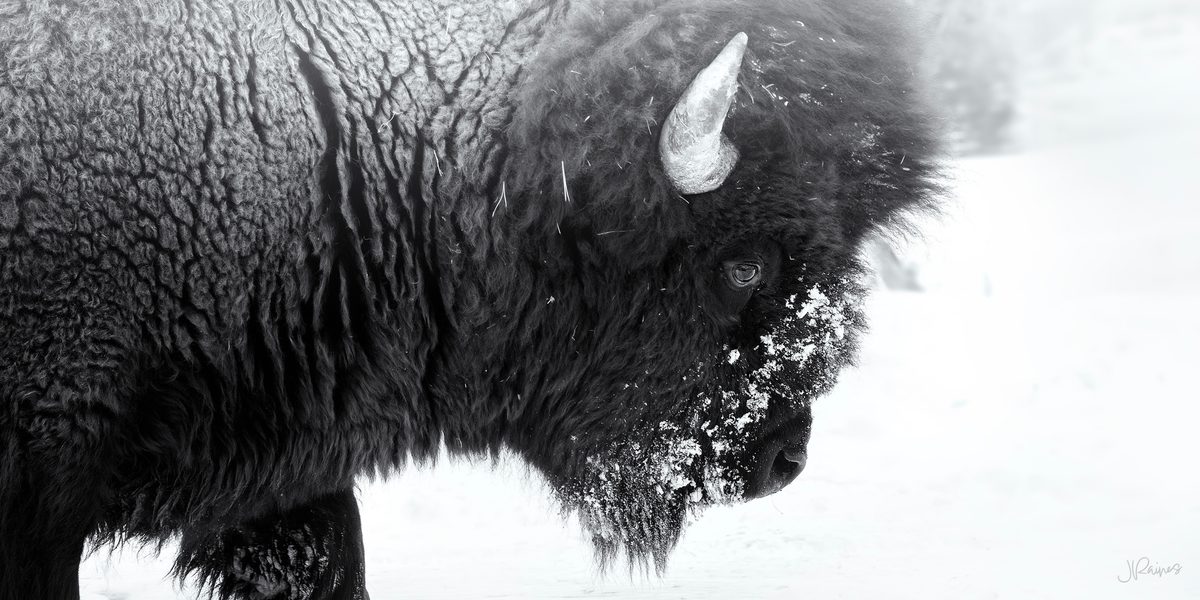 A bison in winter in Yellowstone National Park