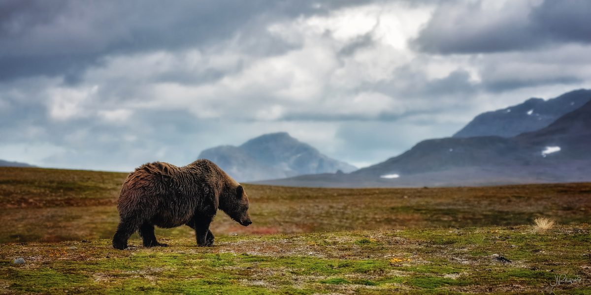 A brown bear crosses open country at Katmai National Park, Alaska, with the coastal range stacked up behind