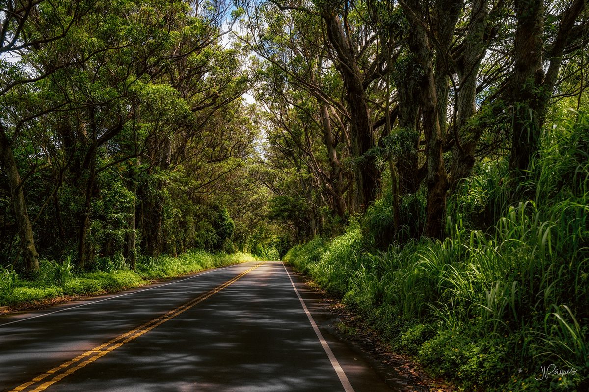 The tree tunnel on Kauai, Hawaii — a corridor of eucalyptus planted along the road, arching over it completely