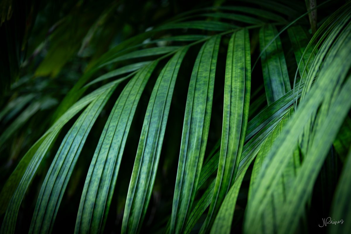 The layered green of the understory on Kauai, Hawaii