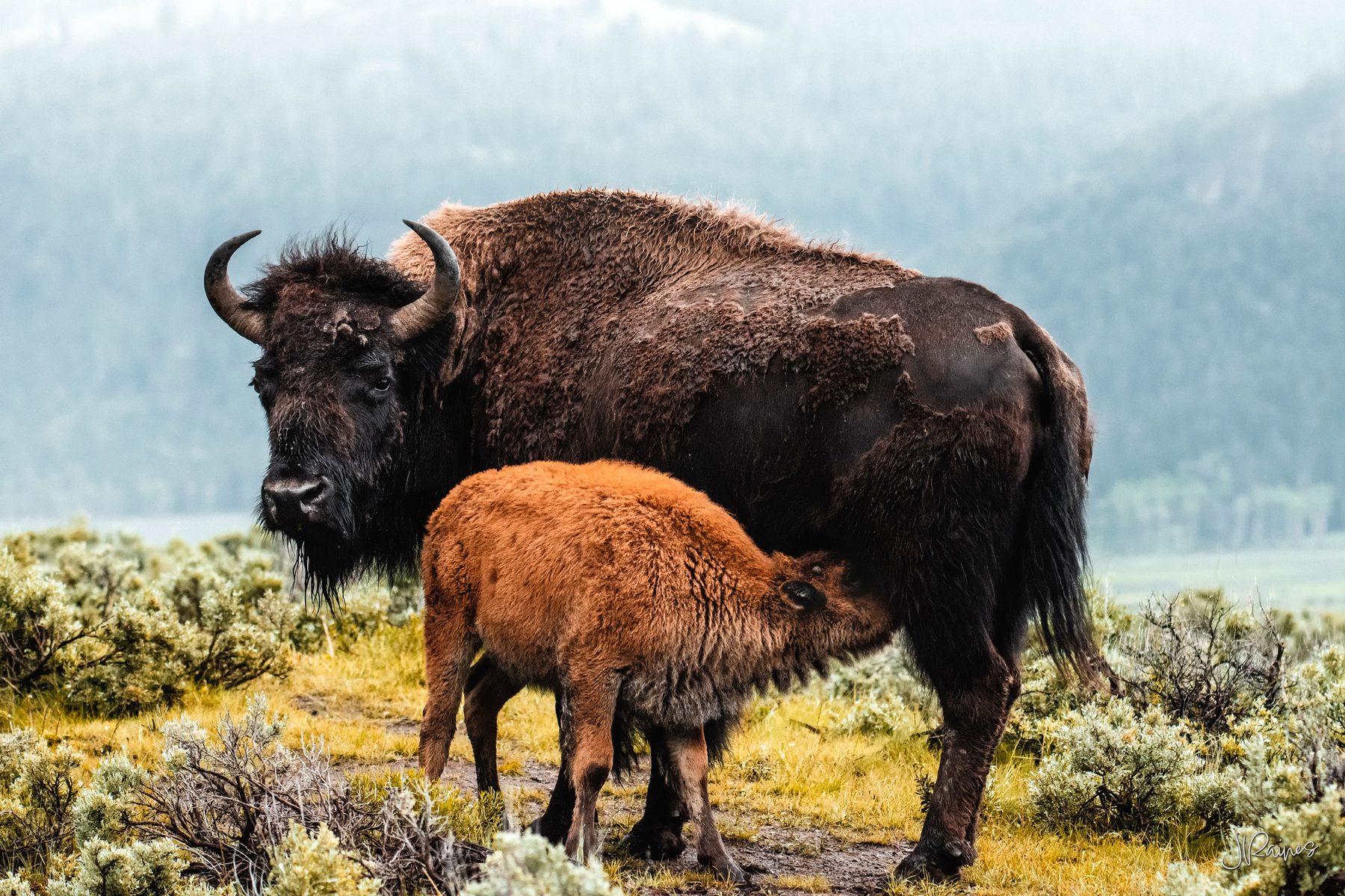 Bison mother feeding her calf on a foggy morning, Yellowstone National Park