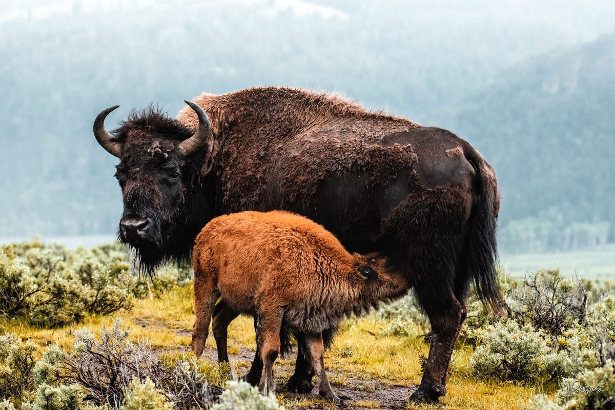 Bison mother feeding her calf on a foggy morning, Yellowstone National Park