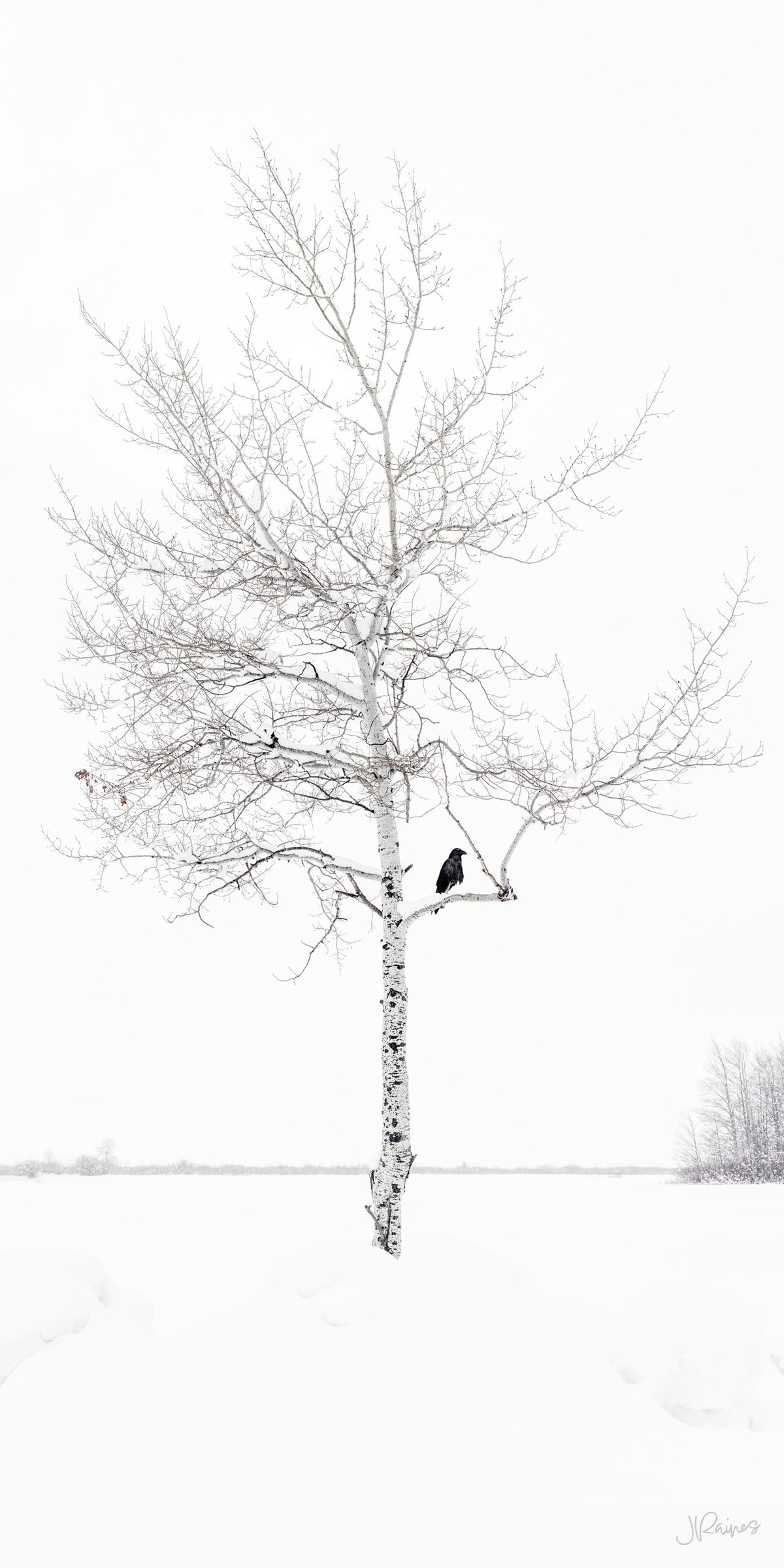 Solitary crow in an aspen tree during winter, Grand Teton National Park, Wyoming