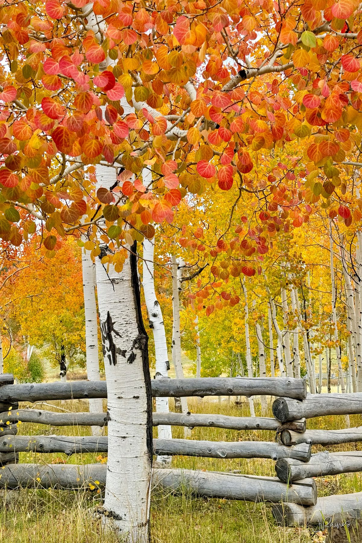 Aspens turning near Cedar City, Utah, their trunks cutting a zigzag through the fall color
